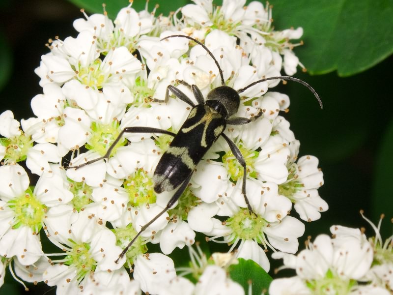 Chlorophorus figuratus (Scopoli, 1763)